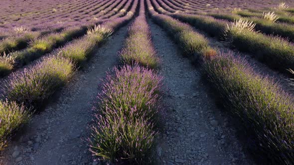 Valensole lavender field in Provence, France