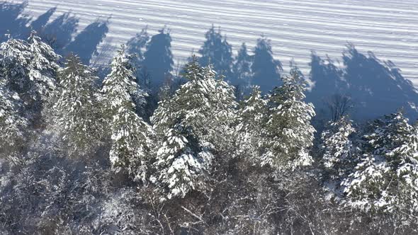 Coniferous trees under snow 4K drone video