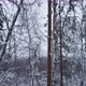 Pine Forest in Ivalo Finland - VideoHive Item for Sale