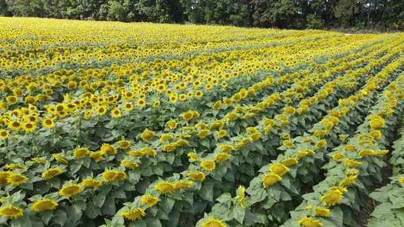 Large Field with Sunflowers on a Sunny Summer Day