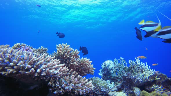 Underwater Coral Reef Marine