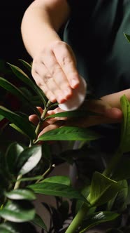 A woman in a green T-shirt is wiping the green leaves of a houseplant from dust with a white cotton