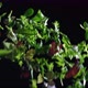 Fresh Green Herbs Take Off on a Black Background - VideoHive Item for Sale