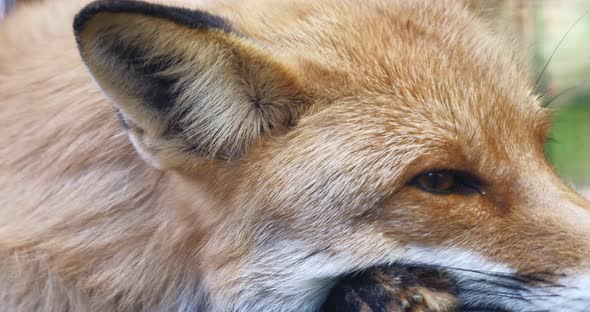 The Fox Wiggles Its Ear While Resting