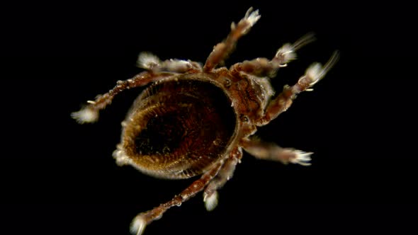 Mite Oribatida Under Microscope Are Saprosphago, Scavengers, Some Species of Predators, Order