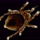 Mite Oribatida Under Microscope Are Saprosphago, Scavengers, Some Species of Predators, Order - VideoHive Item for Sale