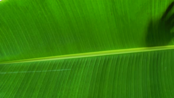 Beautiful Woman With Banana Leaf On The Plantation - medium shot