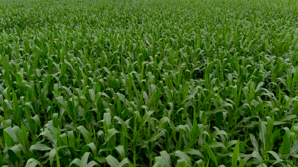 Agricultural industry concept: aerial footage of a corn field.