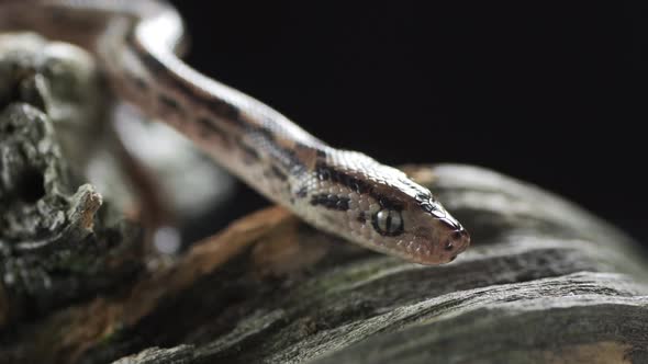 Water Python Snake or Brown Water Python