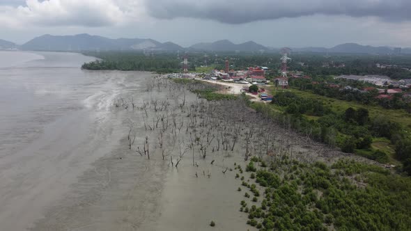 Aerial view dry coastal of mangrove tree