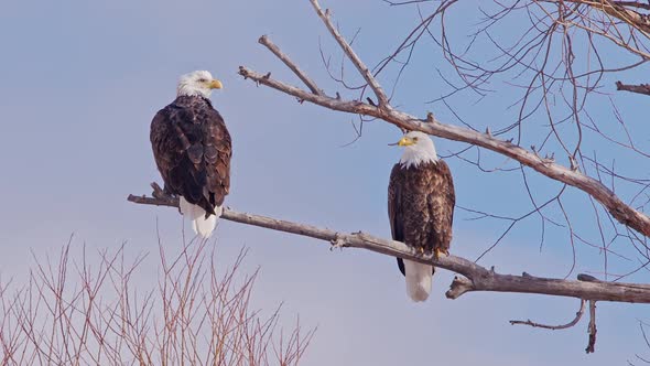 Pair of Bald Eagles perched in a tree on a sunny day