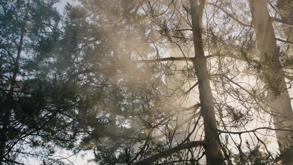 Sun Rays Light Through Trees and Branches in Misty Forest