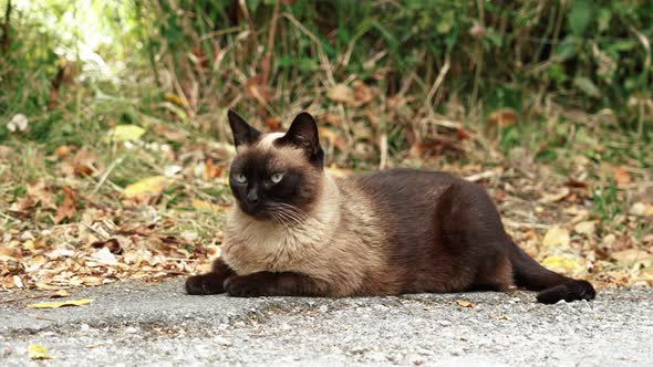 Beautiful siamese stray cat on an asphalt countryside road. Sad siam feral animal in nature