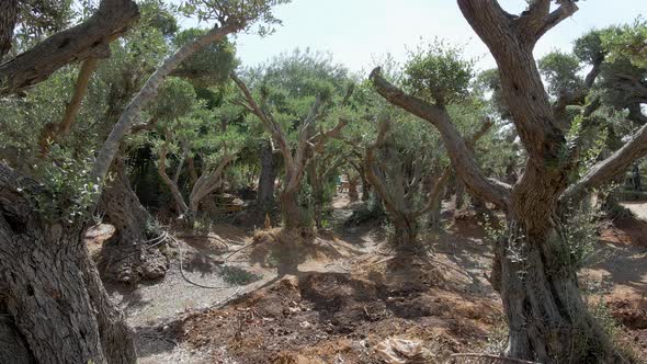 Olive Trees At Southern District Settlements Sdot Negev, Israel