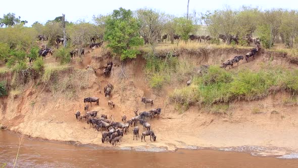 Confusion of Wildebeest reluctant to swim across muddy Kenyan river