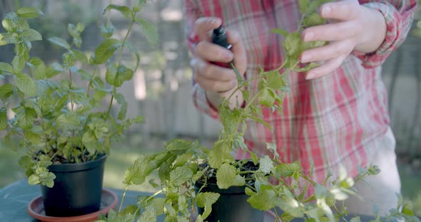 Women hands refreshing leaves in the vegetable garden