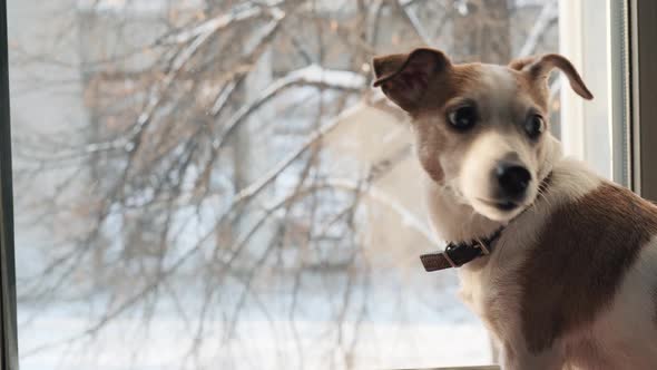 White Terrier Dog at the Window