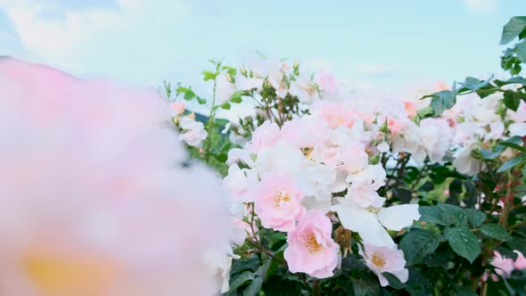 Beautiful delicate picturesque bush blooming roses on a summer day in the park. Rose garden.