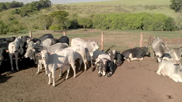 Livestock in confinement, oxen, cows, aerial view in cloudy day