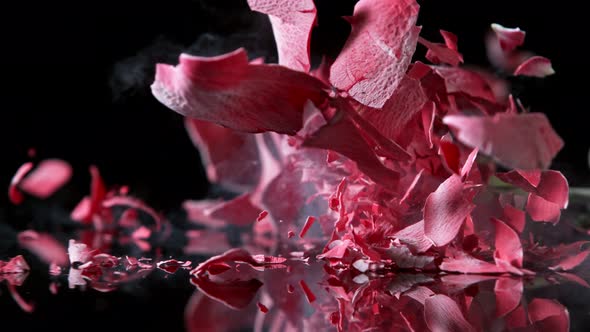 Super Slow Motion Shot of Smashing Frozen Red Rose at 1000Fps