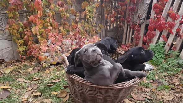 Five cute puppies Cane Corso