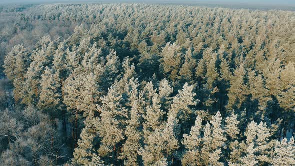 Beautiful Green Snowy White Forest In Winter Frosty Day