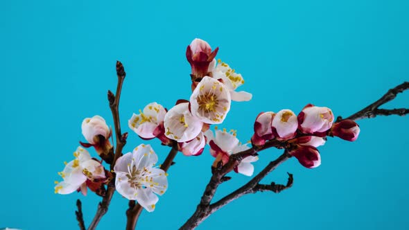 White Apricot Flowers Bloom on a Tree Branch