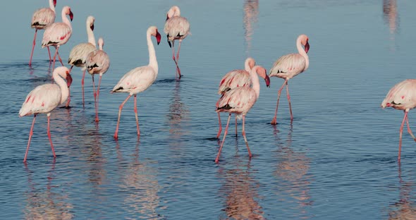 Lots of wild flamingos are walking in the water and looking for food, 4k