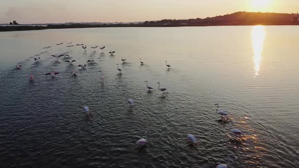 Flock Of Pink Flamingos Flying Over And Wading On The Calm Water In Vendicari Reserve With Sunset Re