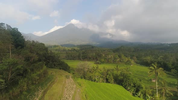 Rice Fields with Agricultural Land in Indonesia