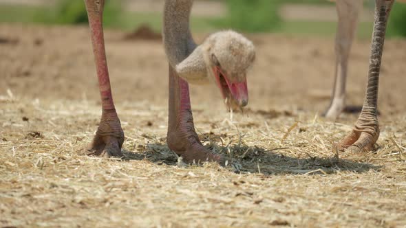 Head And Feet Of Common Ostrich While Feeding On The Ground At Anseong Farmland In Gyeonggi-do, Sout