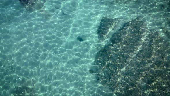 Ascending Aerial Directly Above Eagle Ray Revealing Goat Island Marine Reserve Seabed Through Shimme