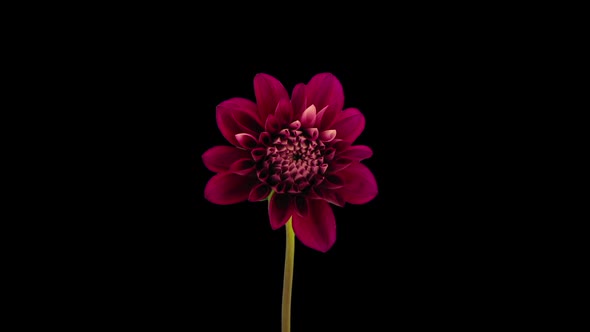 Time-lapse of opening red dahlia flower