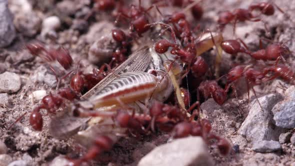 Red fire ants swarming grasshopper