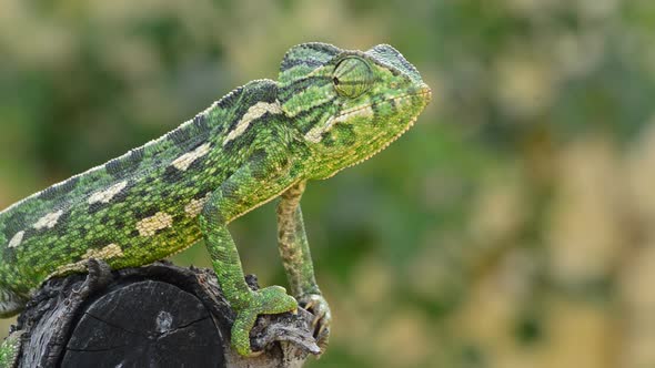 Green Common Chameleon Looking Around