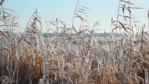 Dry Grass in Hoarfrost in Sunny Weather