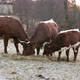 Three Cows Eating Hay in on a Cold Frozen Morning in the Nature - VideoHive Item for Sale