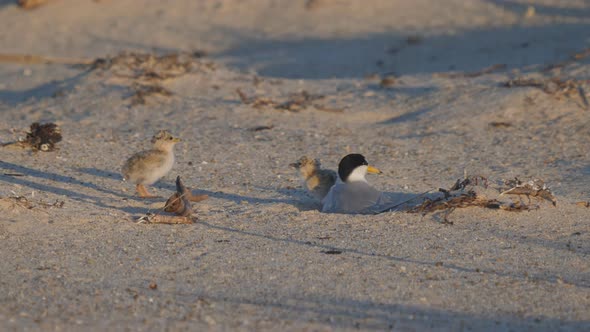 high frame rate clip of little tern chicks leaving a parent