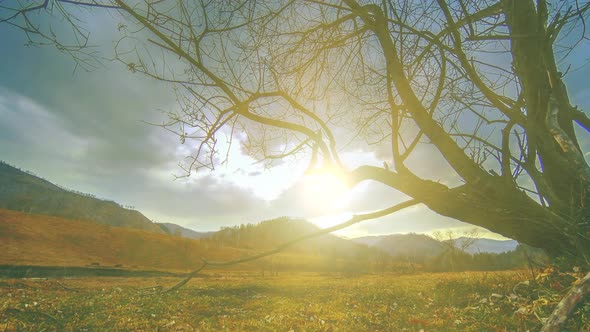 Time Lapse of Death Tree and Dry Yellow Grass at Mountian Landscape with Clouds and Sun Rays