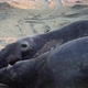 Elephant Seal California - VideoHive Item for Sale