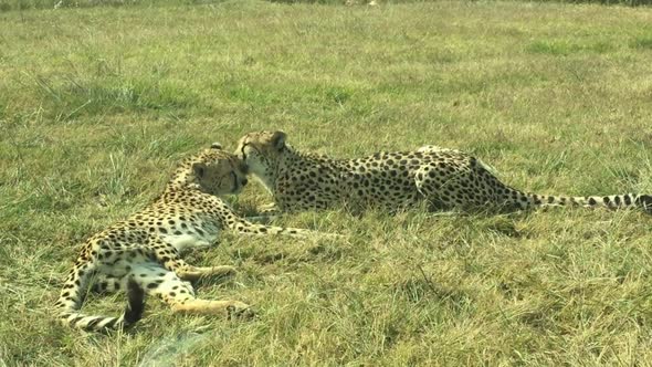 Leopard couple licks and grooms each other lovingly