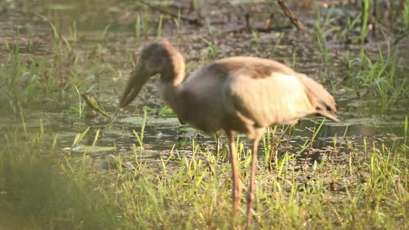 Goa, India. Close Asian Openbill Bird Or Asian Openbill Stork