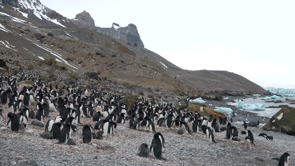 Penguins in Antarctica. A lot of penguins resting on the gravel mounds.  Antarctic Peninsula.