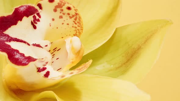 Beautiful Yellow Orchid Rotating on White Background and Cosmetic Pipette with Drops of Oil Macro
