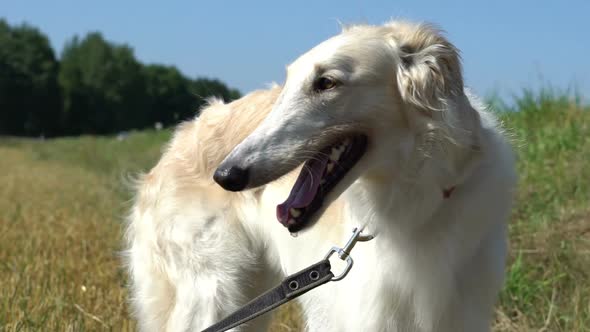 Dog Breath Suffering From Heat Summer Outdoors on the Field