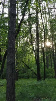 Vertical Video of Many Trees in the Forest