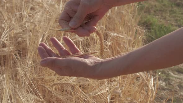Woman's Hand Touching Golden Wheat Agriculture Crop