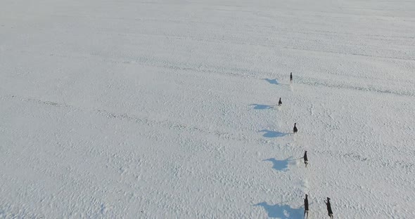 Aerial shot of Young roe deer running through snow in the winter