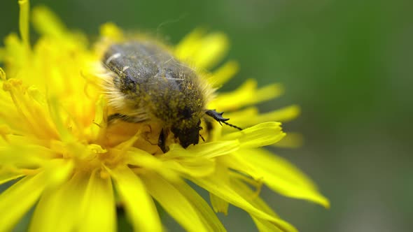 Beetle Gathers Pollen On Yellow Dandelion 2