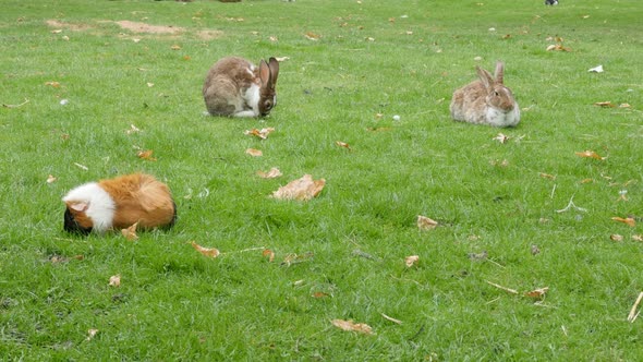 Rabits and other animals in the garden relaxing in nature 4K 3840X2160 30 fps UHD video - Rodent spe